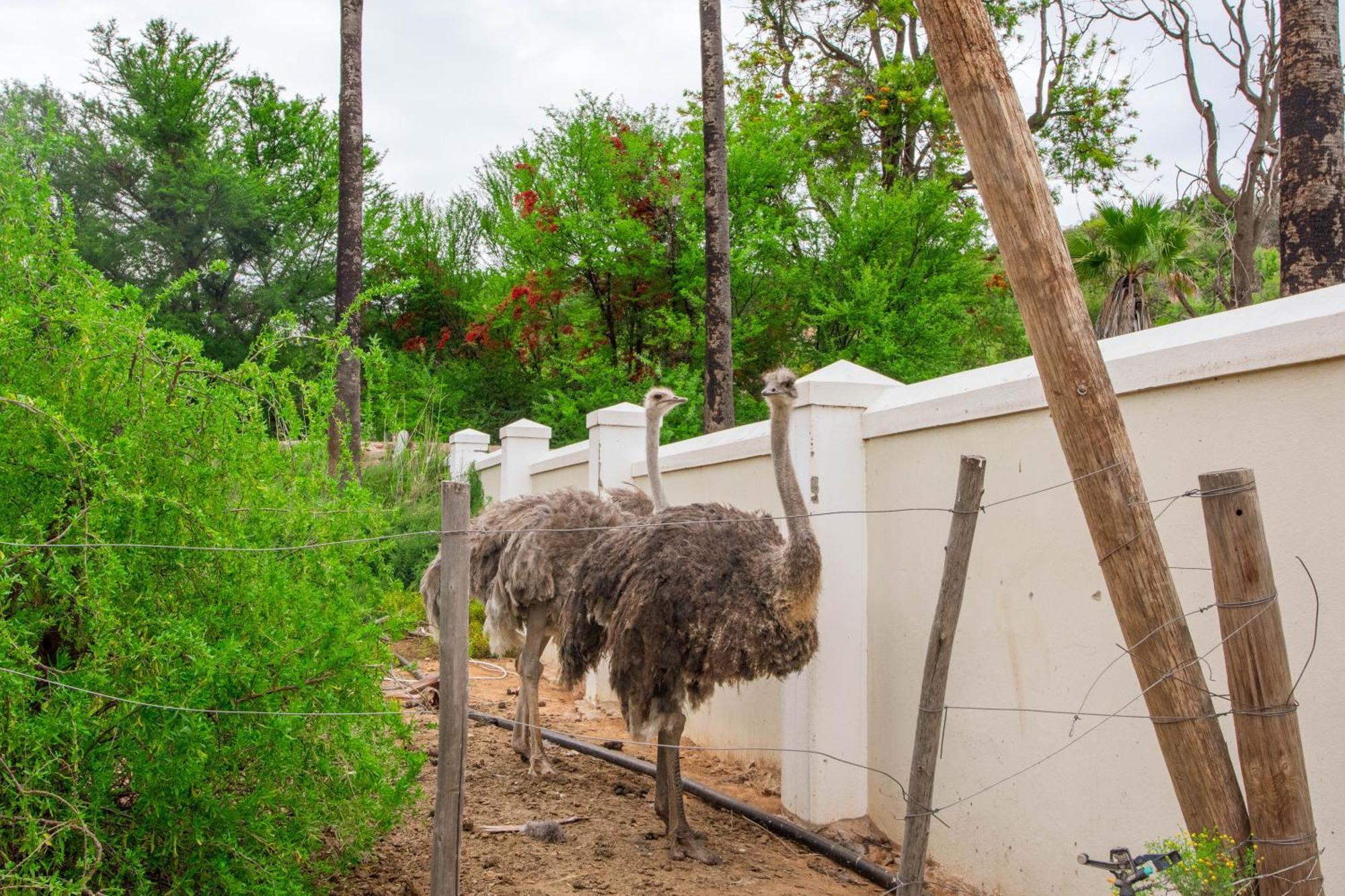 Bakenskraal Ostrich Palace 奥茨胡恩 外观 照片